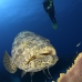 grouper_goliath_fdp_jar_v_0078_cub3135.jpg